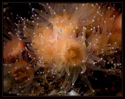 anemones_7084.jpg