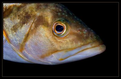 bass3_7345.jpg