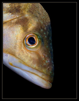 bass4_7345.jpg