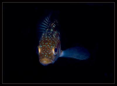 bass_7179.jpg