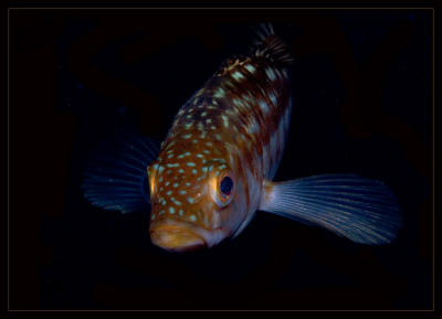 bass_7183.jpg