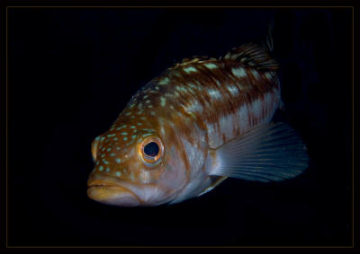 bass_7185.jpg