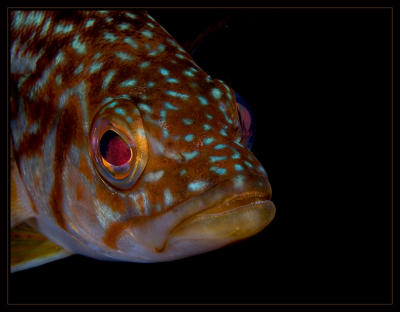 bass_7272.jpg