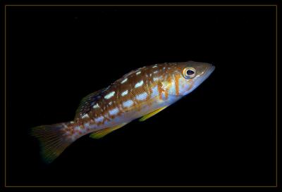 bass_7350.jpg