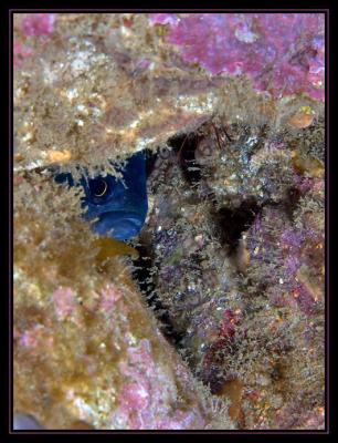 fish_7128.jpg