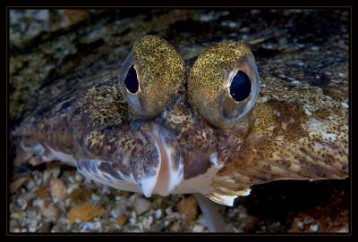 flatty_7067.jpg