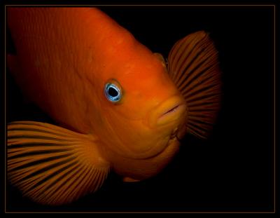 garibaldi_7293.jpg