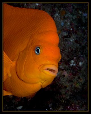 garibaldi_7319.jpg
