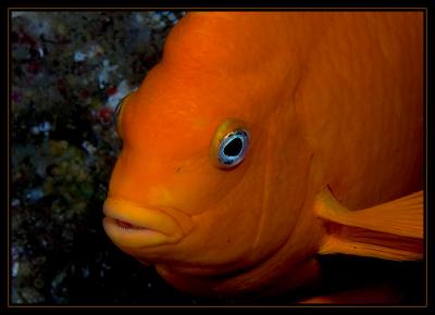 garibaldi_7325.jpg