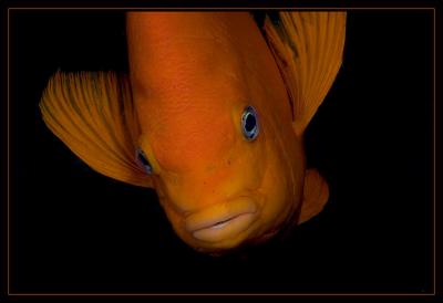 garibaldi_7374.jpg