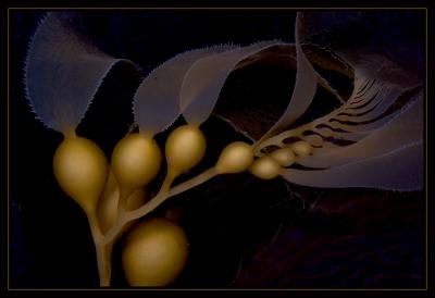 kelp_7398.jpg