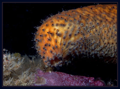 Sea Cucumber moving along the reef
