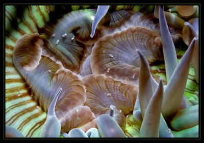 IMG_4600.jpg, anemone w/little shrimp