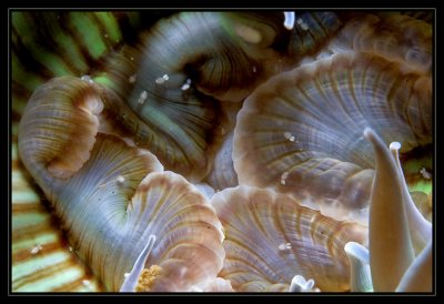 IMG_4602.jpg, anemone w/ little shrimp