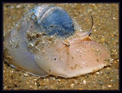 Moon Snail