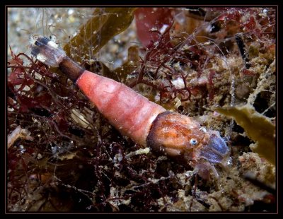 Unusual Shrimp