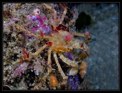 Decorator Crab hanging out on a big shell