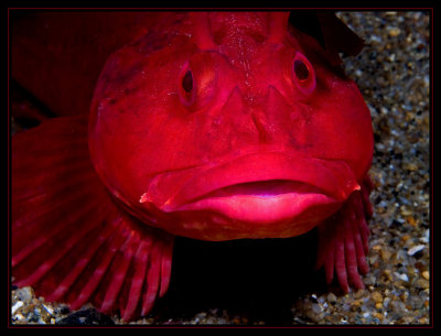 Big Red  (Red Cabezon)