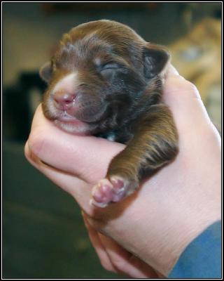 Only brown pup - a little girl!