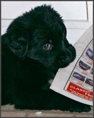 5 weeks - Smart puppy!