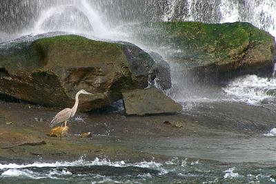 PICT1271_HeronInWaterfall.JPG