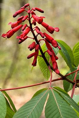  Aesculus pavia - Red Buckeye