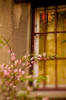 ambient flowers