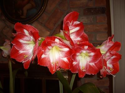 IMGP0122 Amaryllis.jpg