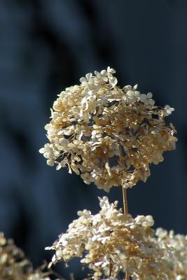 IMGP4075 Hydrangea in Winter.jpg