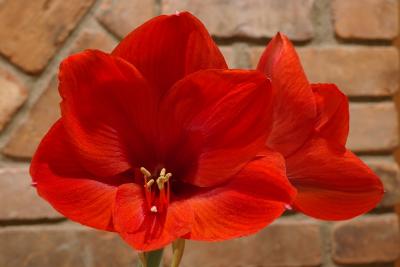 IMGP4270 Red Amaryllis.jpg