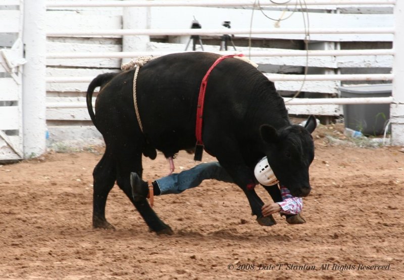 Bull Riding - IMG_4805.JPG