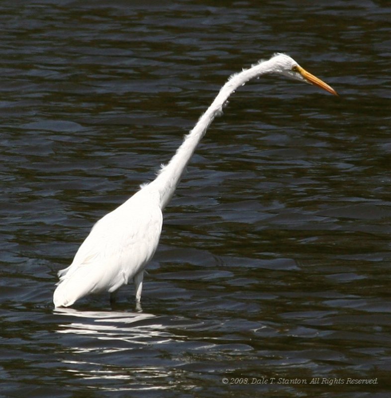 Egret - IMG_5046.JPG