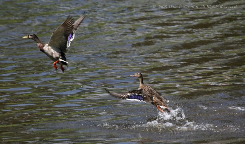 Ducks Departing - IMG_4991.jpg