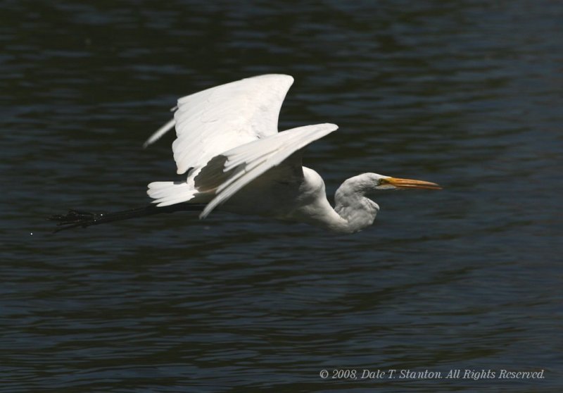 Egret - IMG_5167.JPG