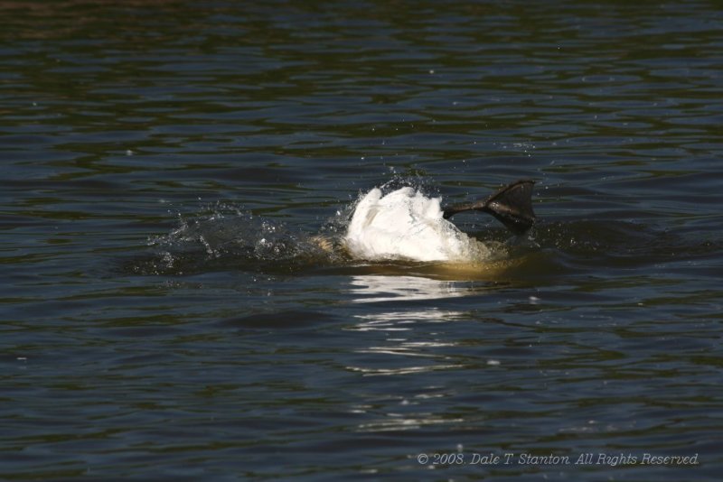 Swan Crash - IMG_5189.JPG
