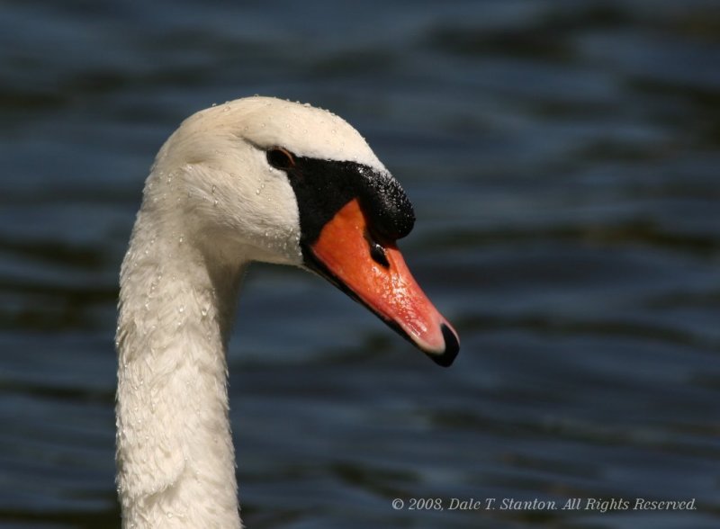 Swan Pose - IMG_5222.JPG