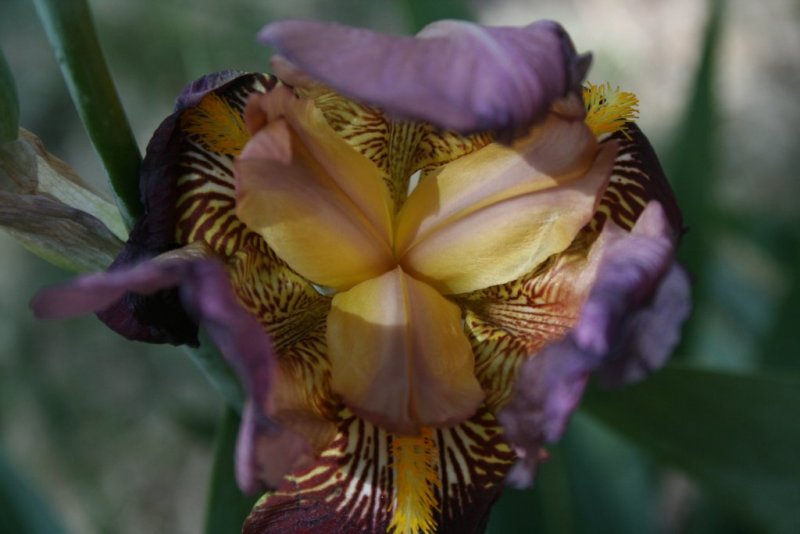 Mouth Of The Iris