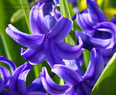Hyacinth - IMG_0425.JPG
