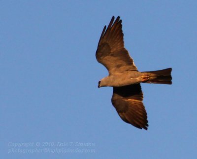 Female Kite - IMG_1437.JPG