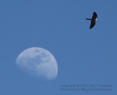 Kite Moon - IMG_1768.JPG