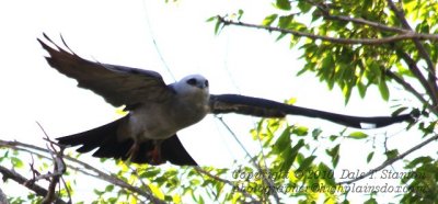 Mississippi Kite - IMG_2011.JPG