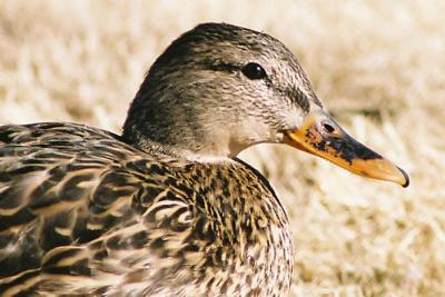 g3/18/513218/3/54947465.EverythingsDucky.jpg