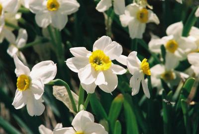 g3/18/513218/3/58488366.Narcissus.jpg