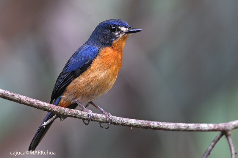 Mangrove Blue-flycatcher , Female