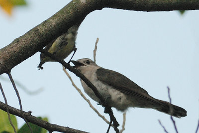 DSC_5152.jpg