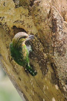 Green-eared Barbet ( Megalaima faiostricta )