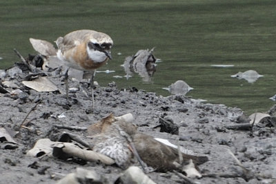 Mongolian Plover (Charadrius mongolus)