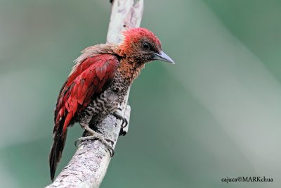 Banded Woodpecker ( Picus mineaceus )