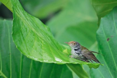 Common Tailorbird ( Orthotomus sutorius )