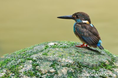 Blue-banded Kingfisher ( Alcedo euryzona )